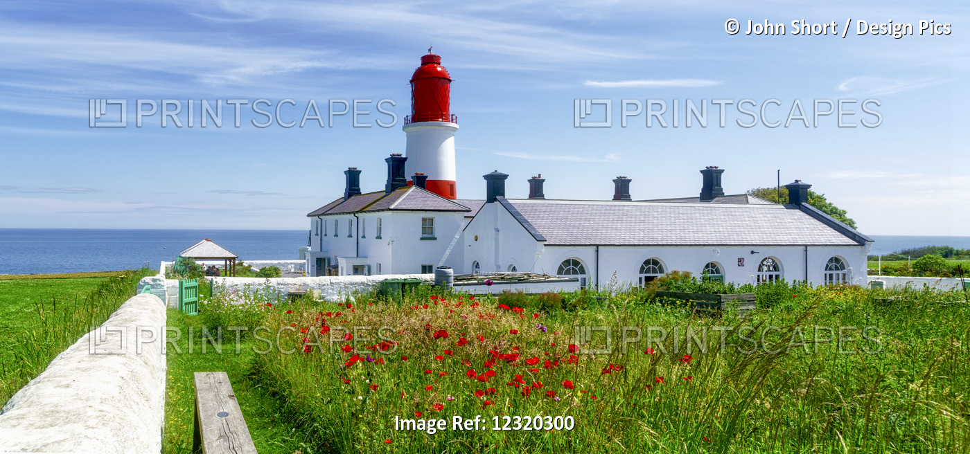 Souter Lighthouse With A Field Of Red Poppies In The Foreground; South Shields, ...
