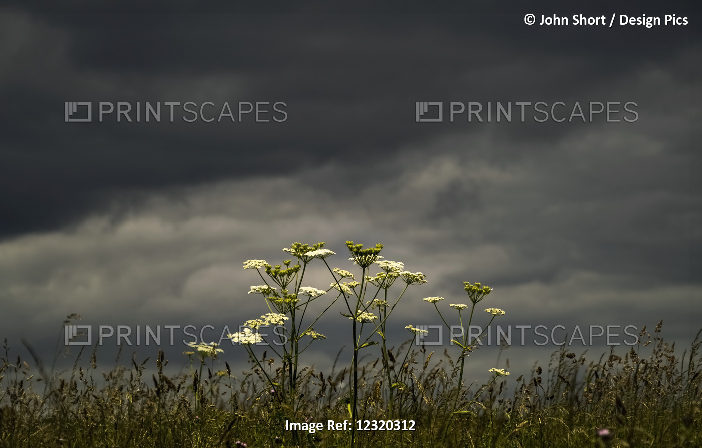 Wildflowers Blossoming Under An Ominous Dark Sky; South Shields, Tyne And Wear, ...