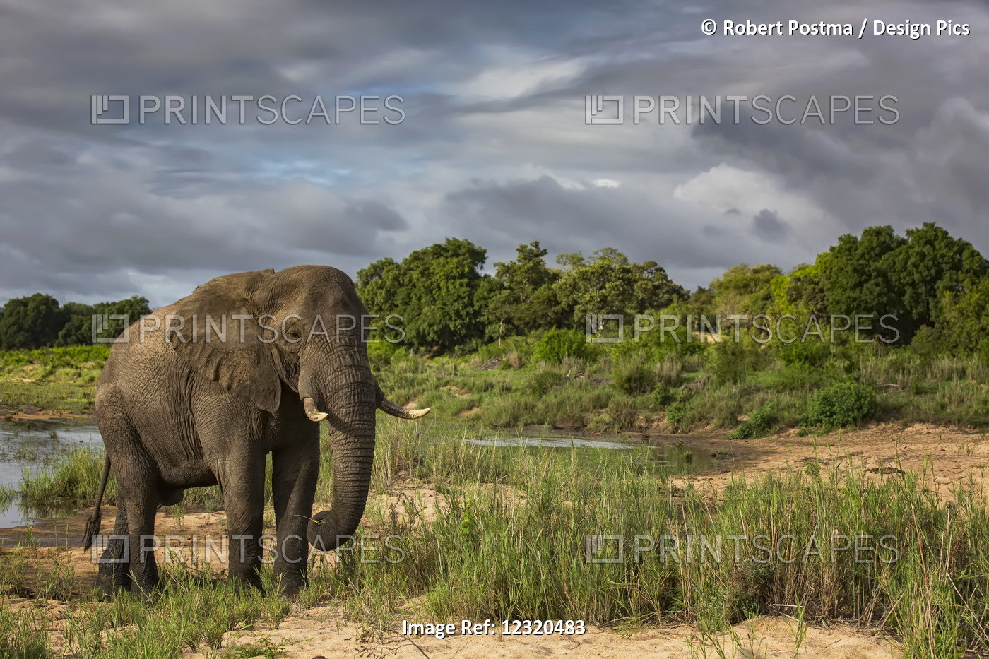 African Elephant (Loxodonta) Walking In Sabi Sand Game Reserve; South Africa