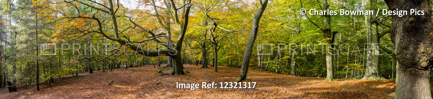 Panorama Of A Forest In Autumn Colours; Surrey, England