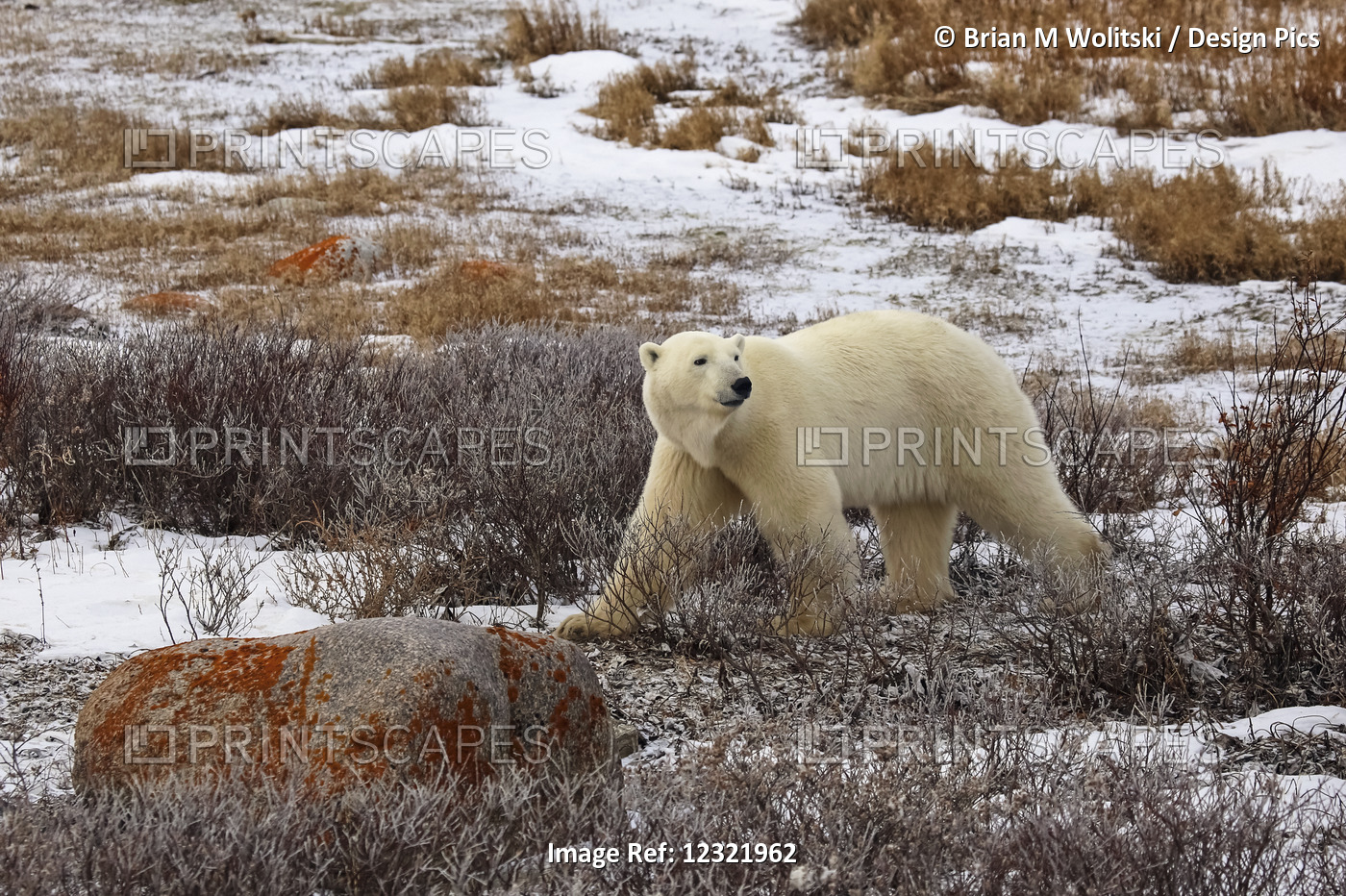 Polar Bear (Ursus Maritimus), Wapusk National Park; Manitoba, Canada