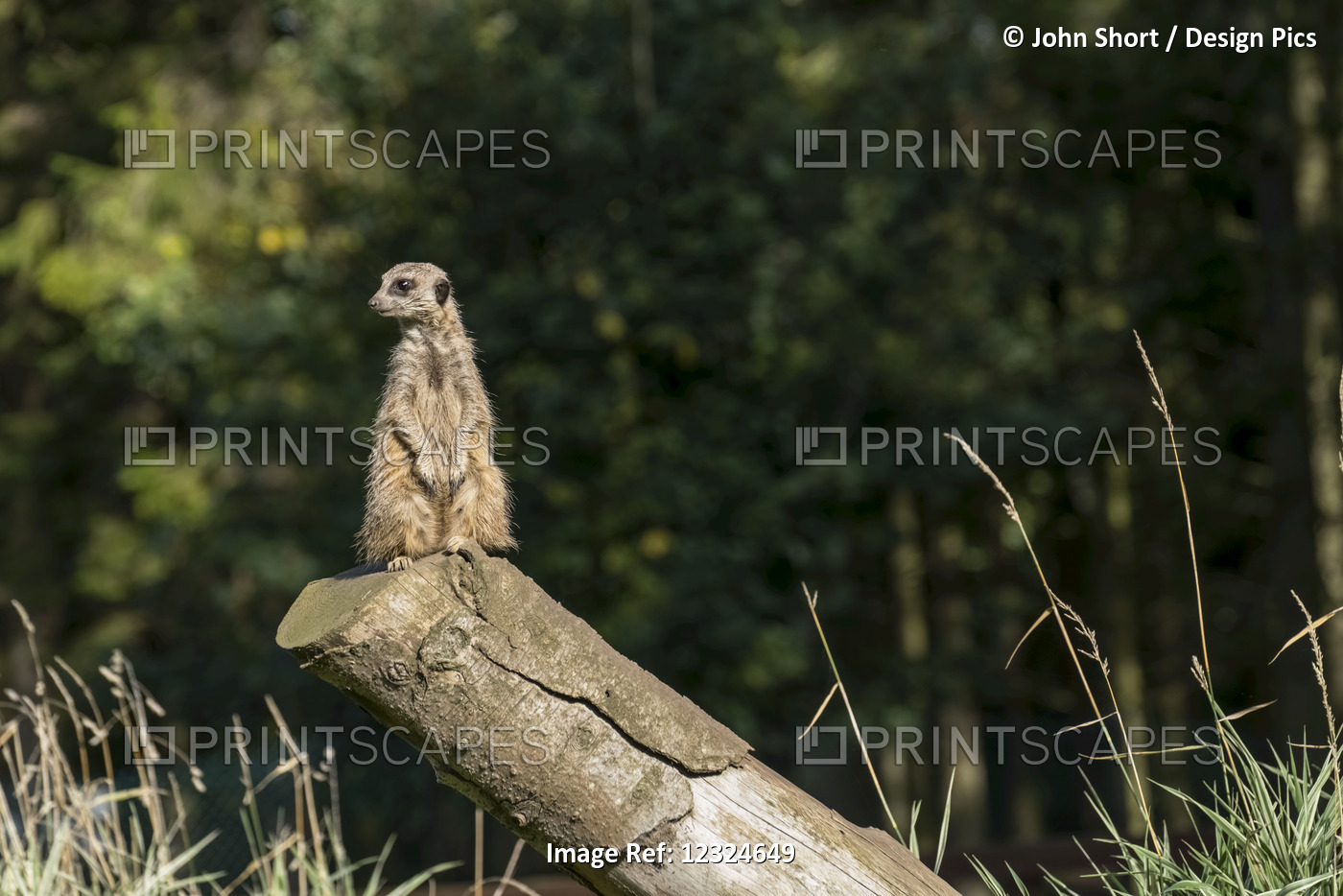 A Meerkat (Suricata Suricatta) Sits Watchful And Alert On A Log; North ...