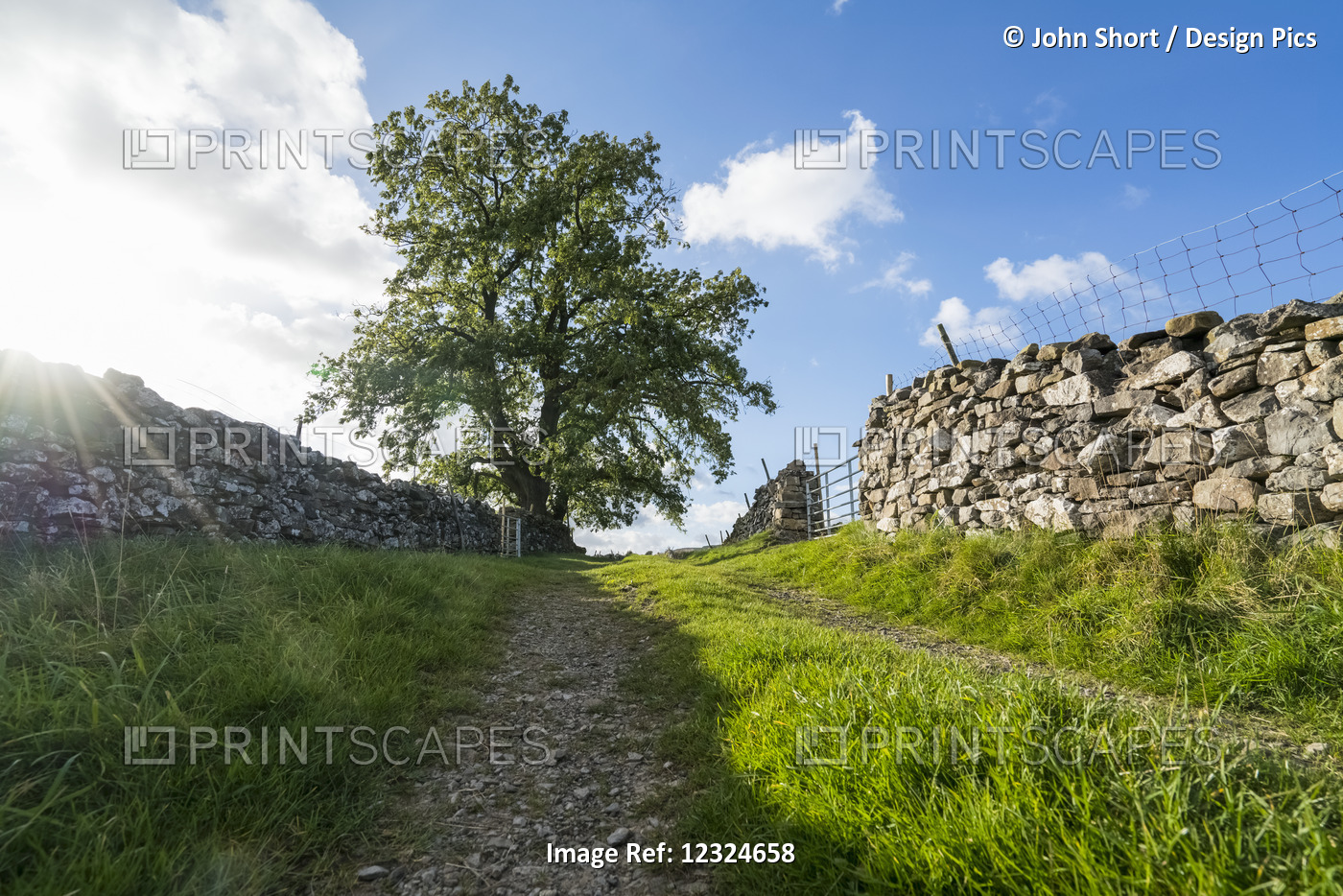 Gravel Tracks Between Two Stone Walls Leading Towards A Tree Under A Blue Sky ...