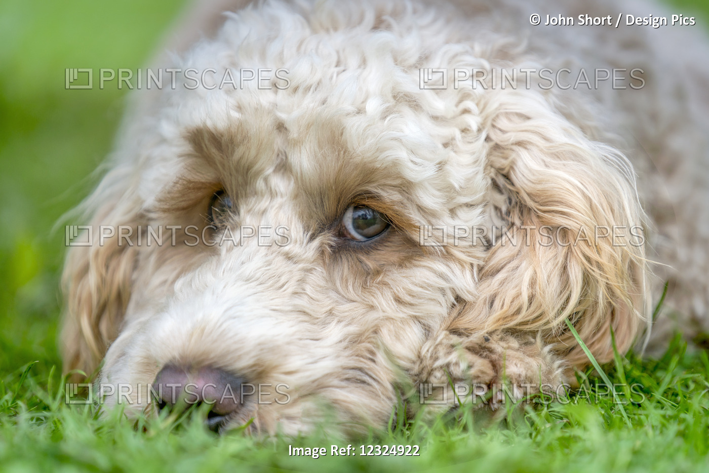 Close-Up Of The Face Of A Blond Cockapoo Resting On The Grass; North Yorkshire, ...