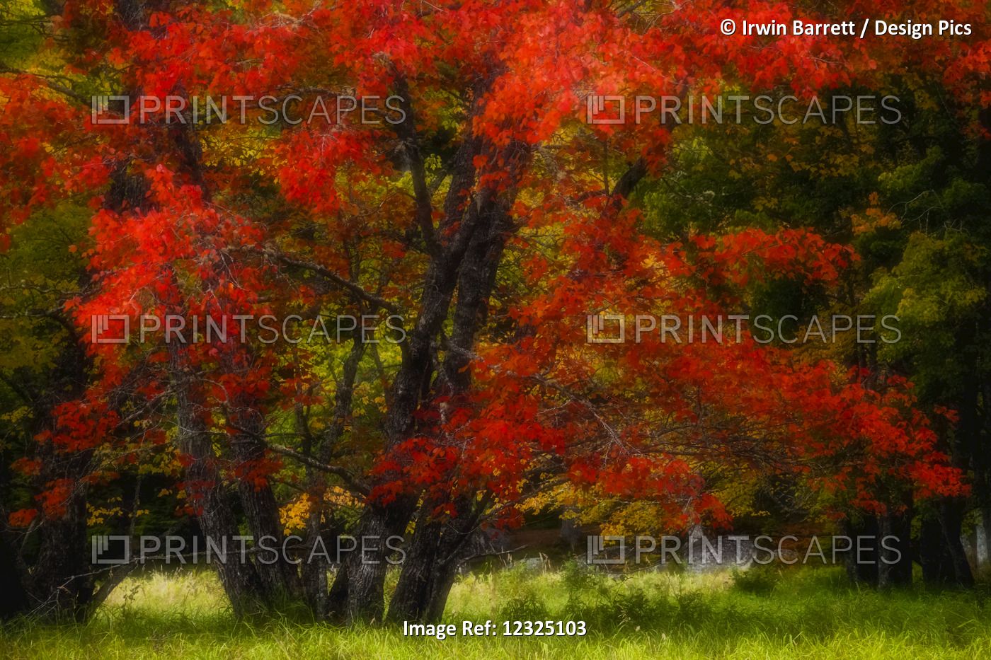 An Autumn Red Maple In A Grassy Meadow Beside The Mersey River Near Jakes ...
