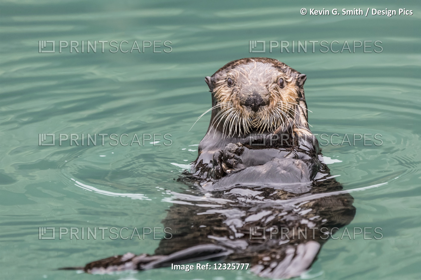 Close-Up Of A Sea Otter (Enhydra Lutris) Floating On It's Back, Looking Towards ...