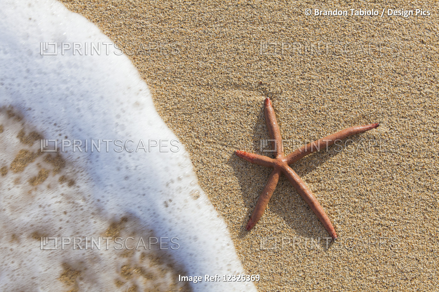 A Red Live Finger Starfish, Also Known As Linckia Sea Star, Found Along A Sandy ...
