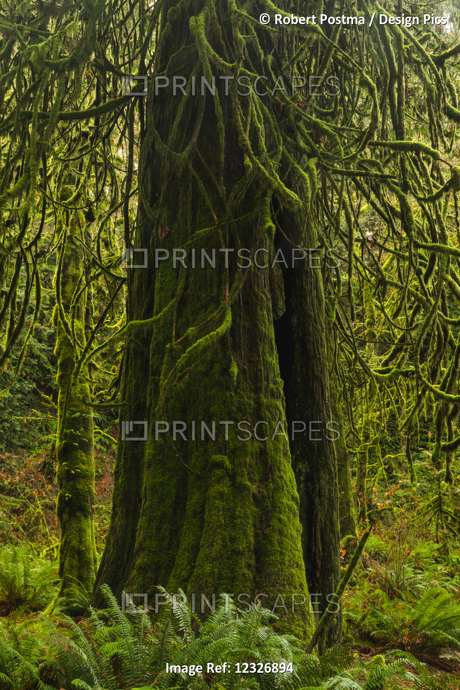 The Lush Rainforest Of Goldstream Provincial Park; British Columbia, Canada