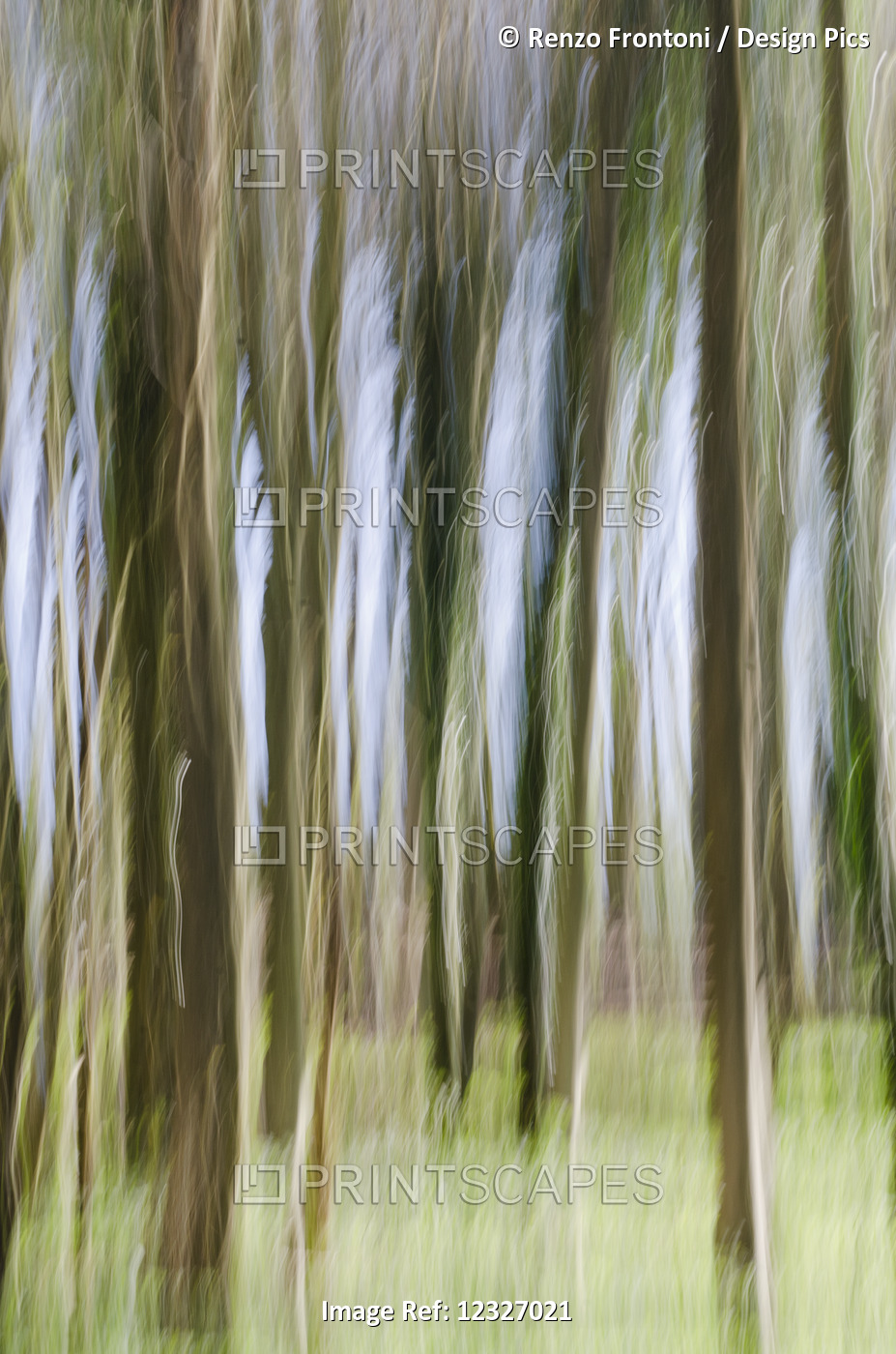 Slow Shutter Speed Of Trees In A Wood; Otford, Kent, England