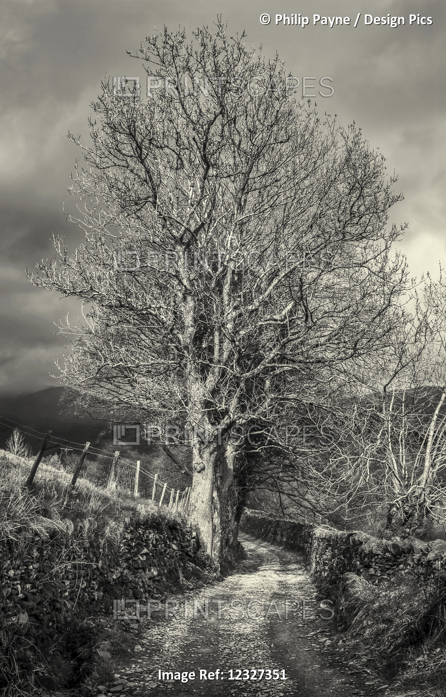 Leafless Tree Standing Beside A Country Lane In The Lake District In Black And ...