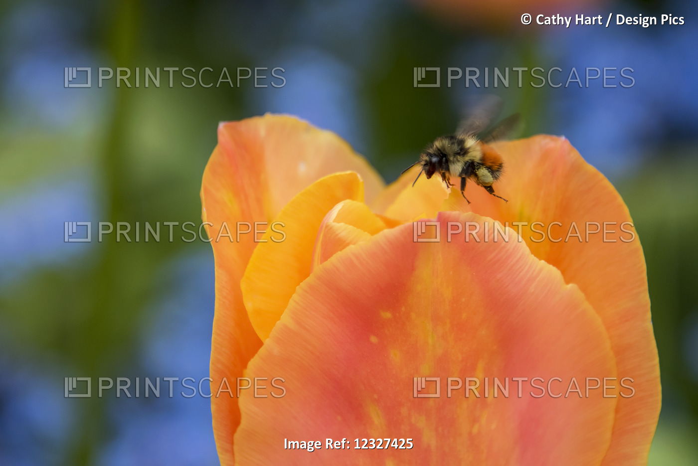 Close-Up Of A Bee Hovering Above A Flower At Butchart Gardens; Victoria, ...