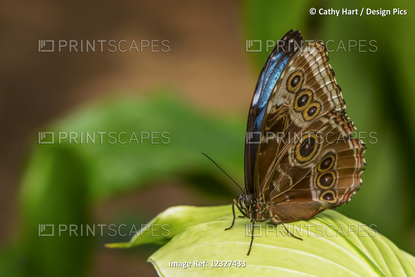 Close-Up Of A Butterfly Resting On A Plant At Victoria Butterfly Gardens; ...