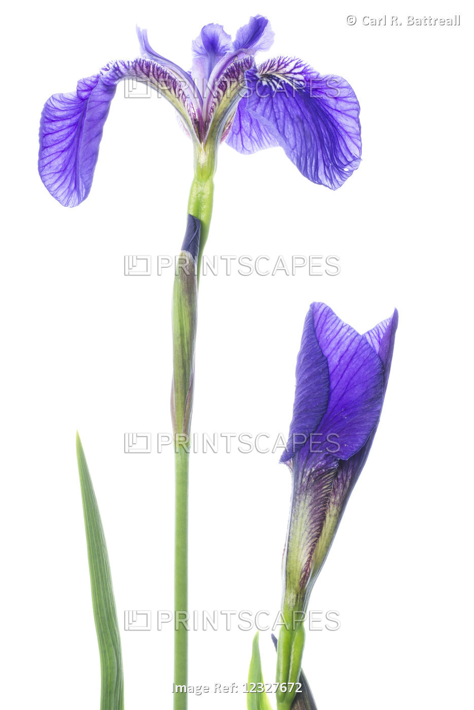 Studio Close Up Of A Wild Iris, Iris Shrevei