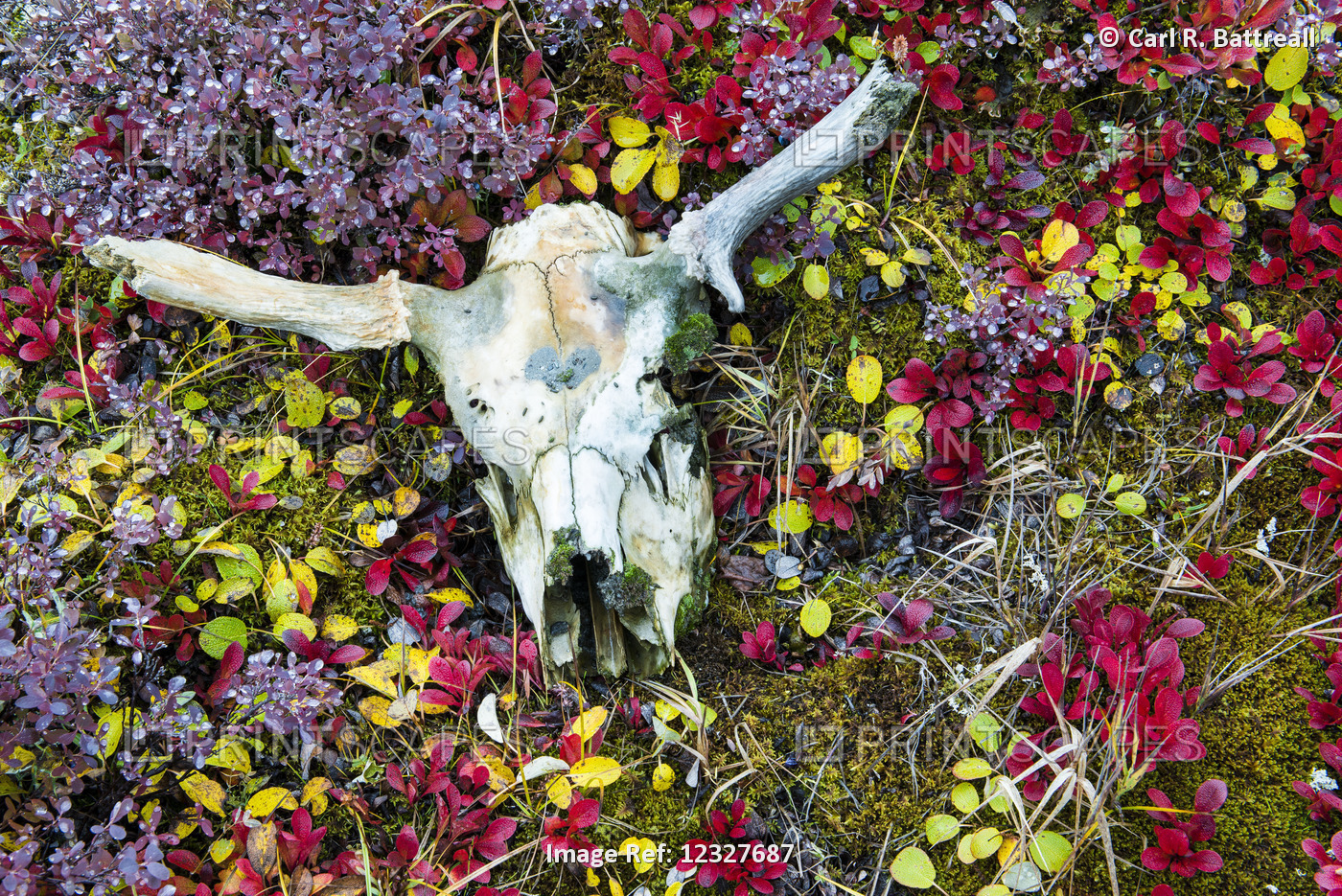 Close Up Of A Moose Skull Among Colorful Tundra Near Trident Glacier, Interior ...