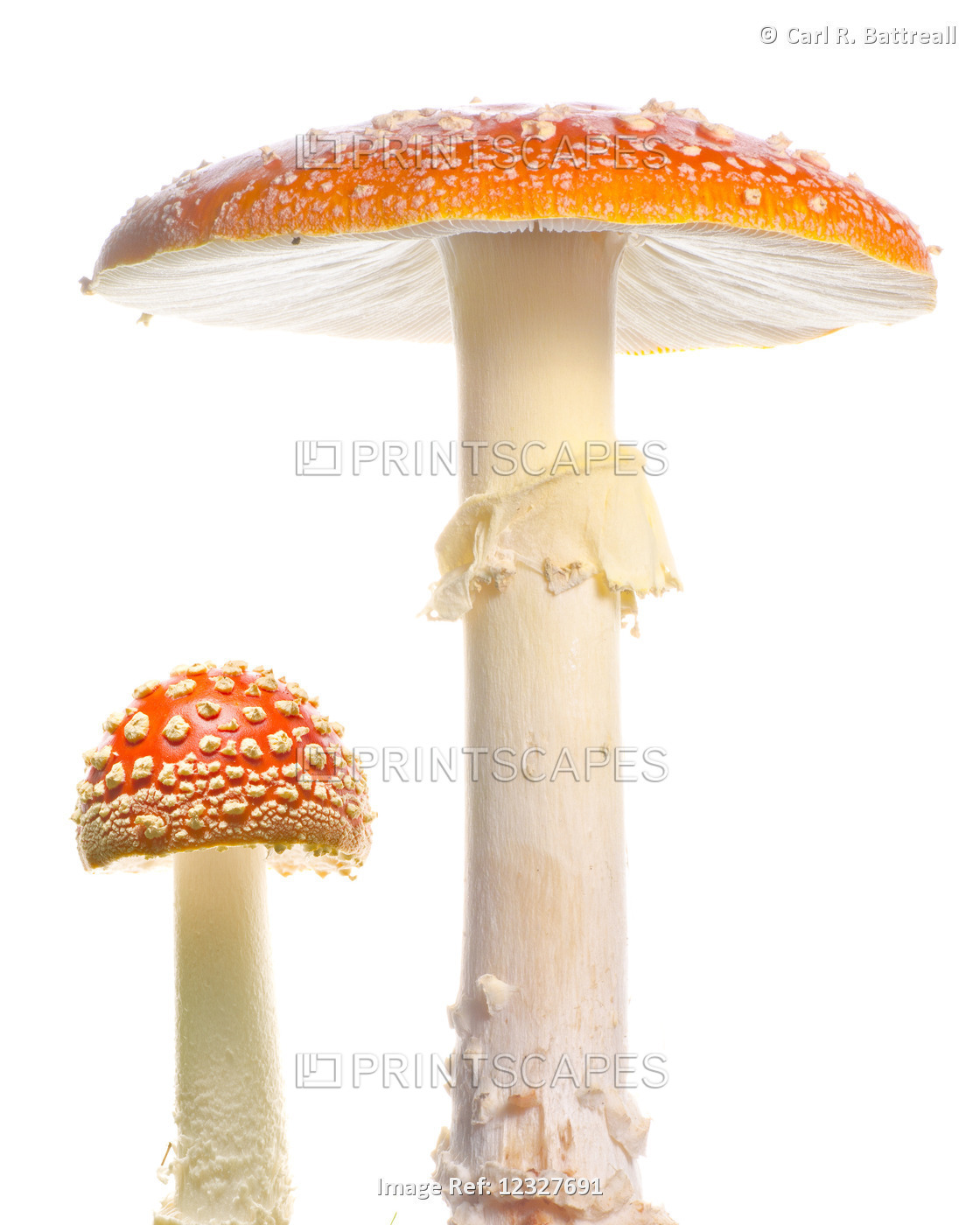 Studio Close Up Of Fly Argaric Mushroom, Amanita Muscaria