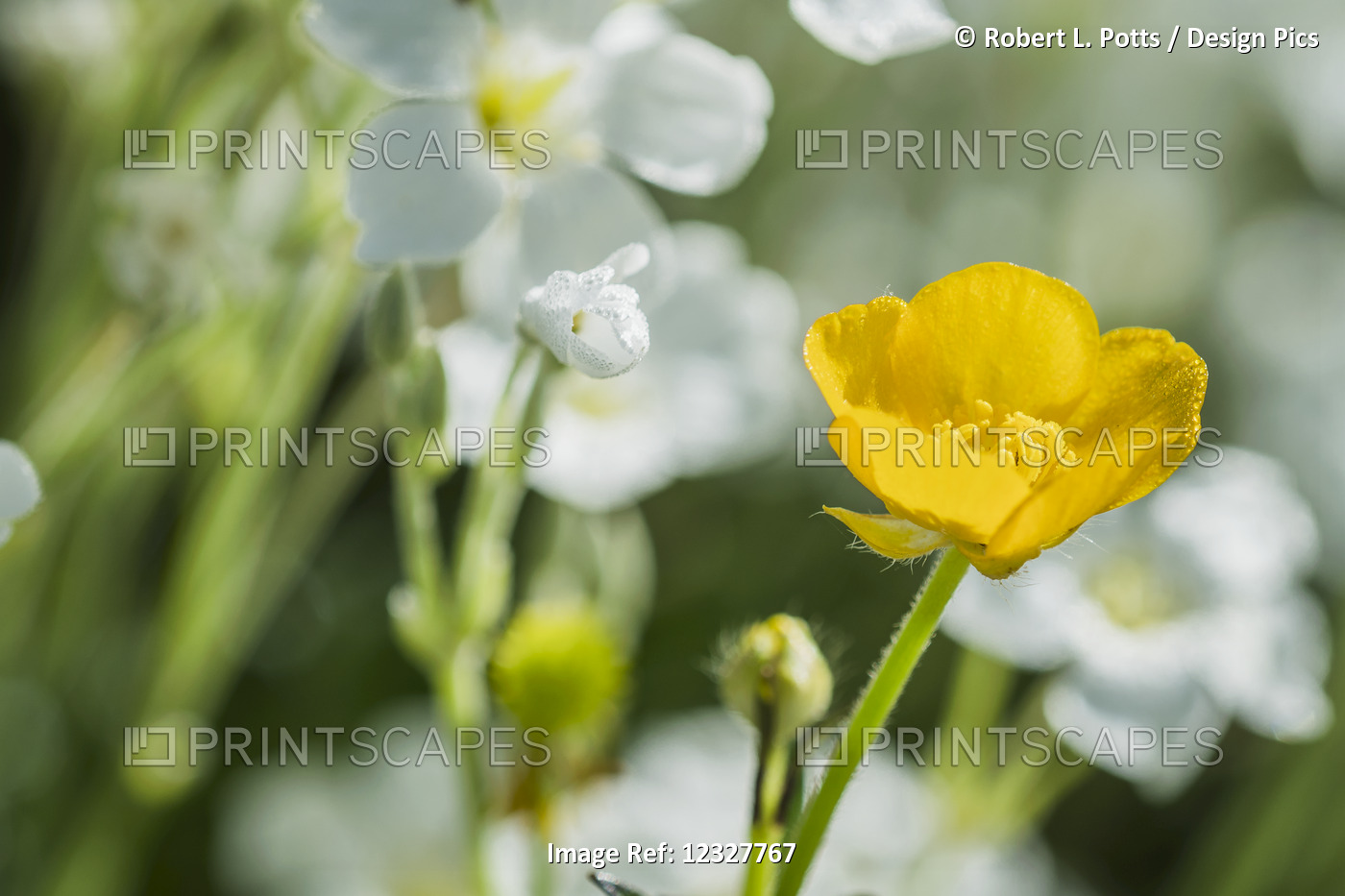 A Buttercup (Ranunculus) Grows Among The Chickweed (Stellaria Media); Astoria, ...