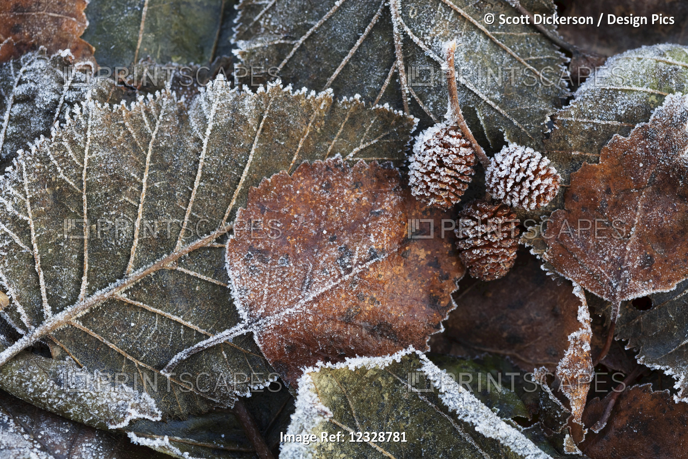 Pile Of Frosty Autumn Coloured Leaves And Pine Cones; Alaska, United States Of ...