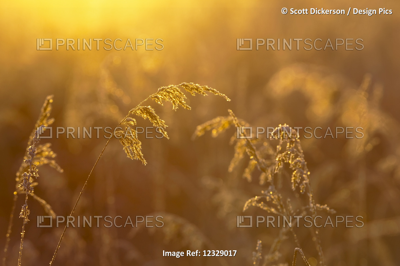 Golden Sunlight Illuminating Tall Grasses, Kachemak Bay; Homer, Alaska, United ...