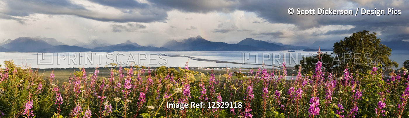 Panorama Of Fireweed (Chamaenerion Angustifolium) Blossoming In The Foreground ...