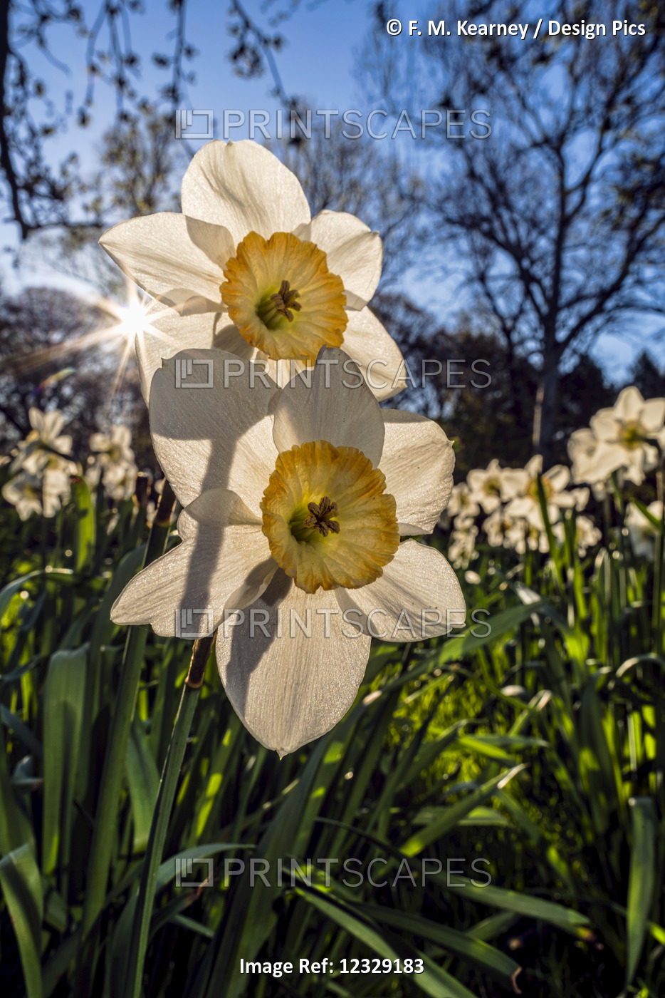 Sun Rising Behind Large-Cup Daffodils (Narcissus), 'manon Lescaut' ...