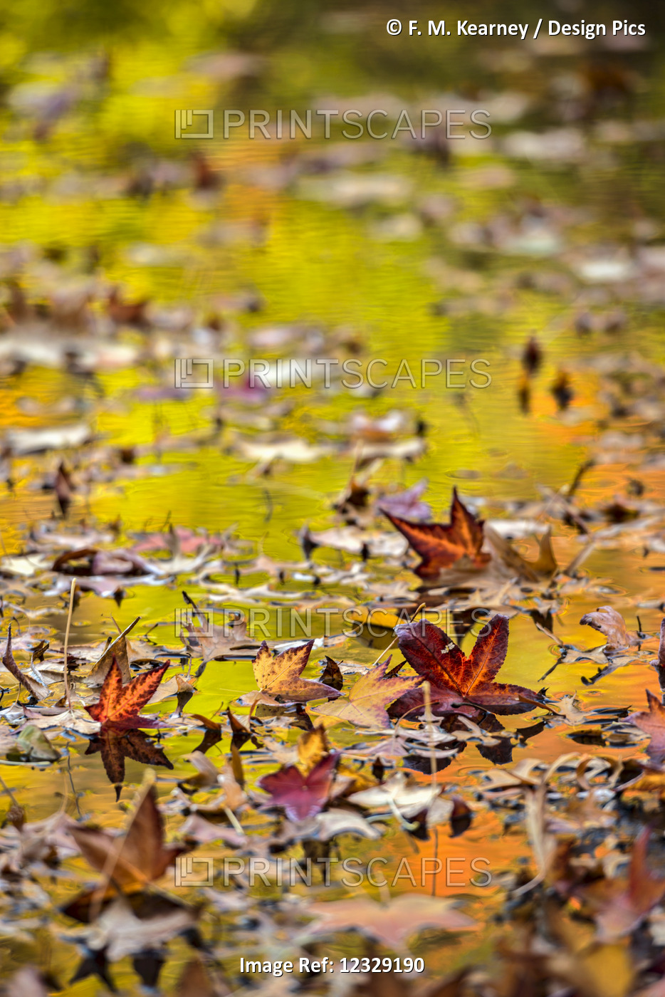 Autumn Coloured Foliage Reflecting In Leaf-Covered Lake, Twin Lakes Area, New ...