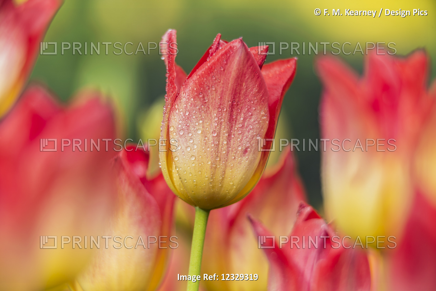 Triumph Tulips (Tulipa), 'apertif' Liliaceae, New York Botanical Garden; Bronx, ...