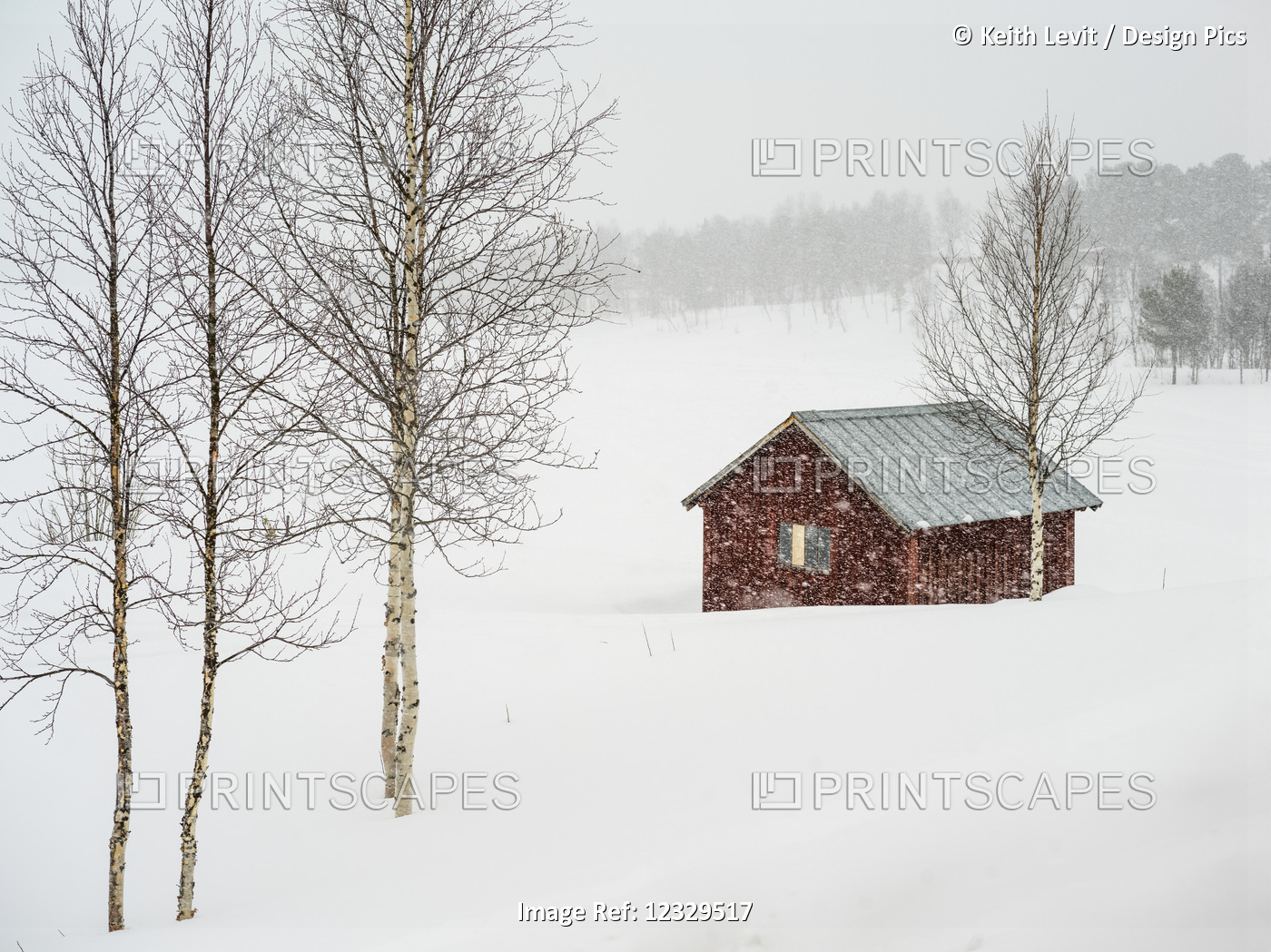 Snow Falling Over A Rural Landscape And A Small Red Building; Arjeplog, ...