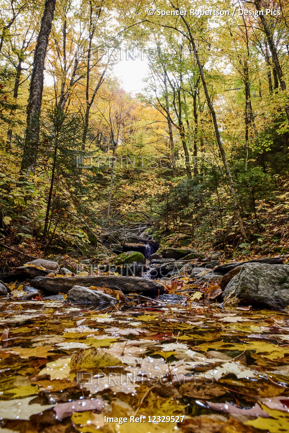 Water Cascades Down A Slope In An Autumn-Coloured Forest; Dunham, Quebec, Canada