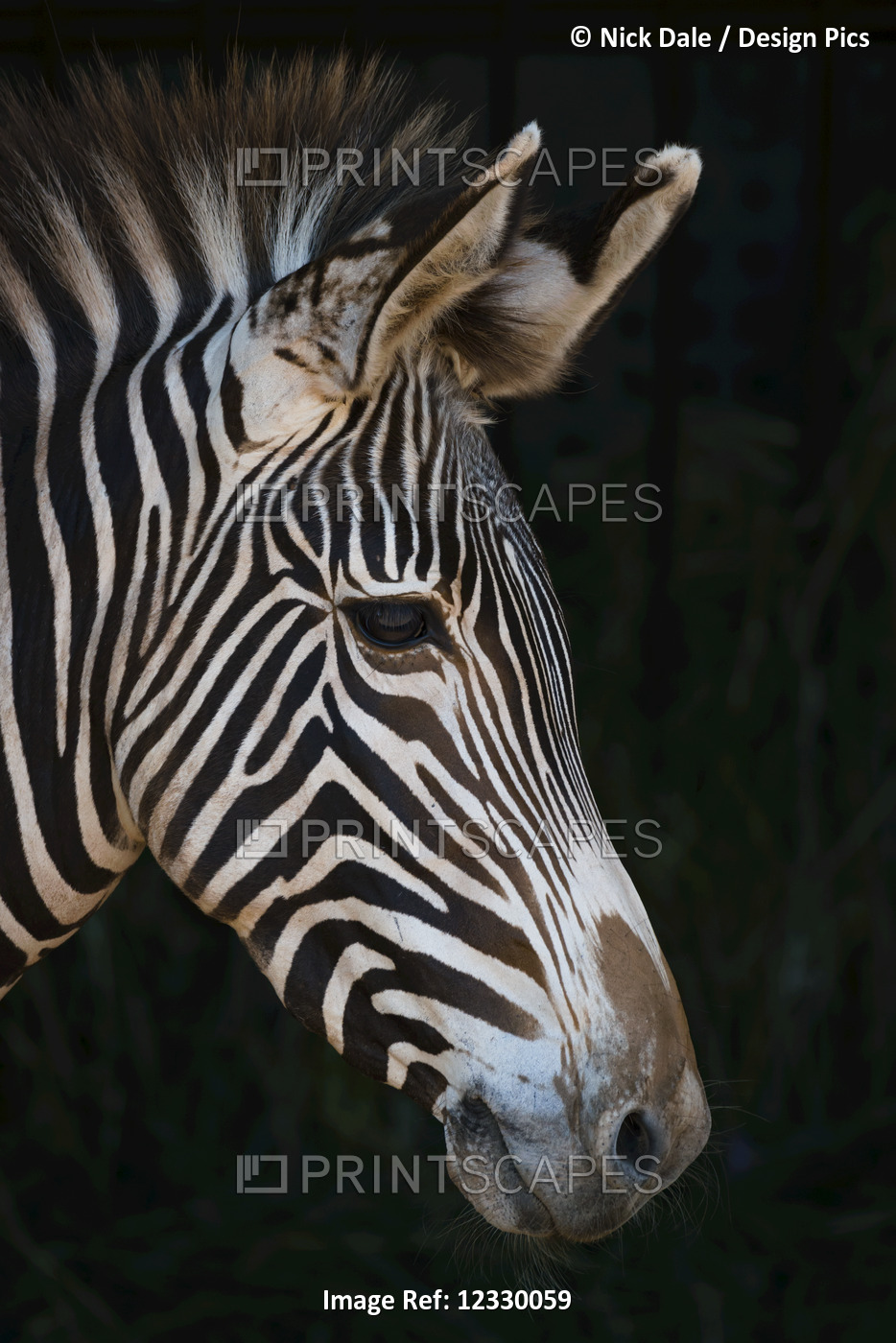 Close-Up Of Grevy's Zebra (Equus Grevyi) Head In Profile Against A Black ...