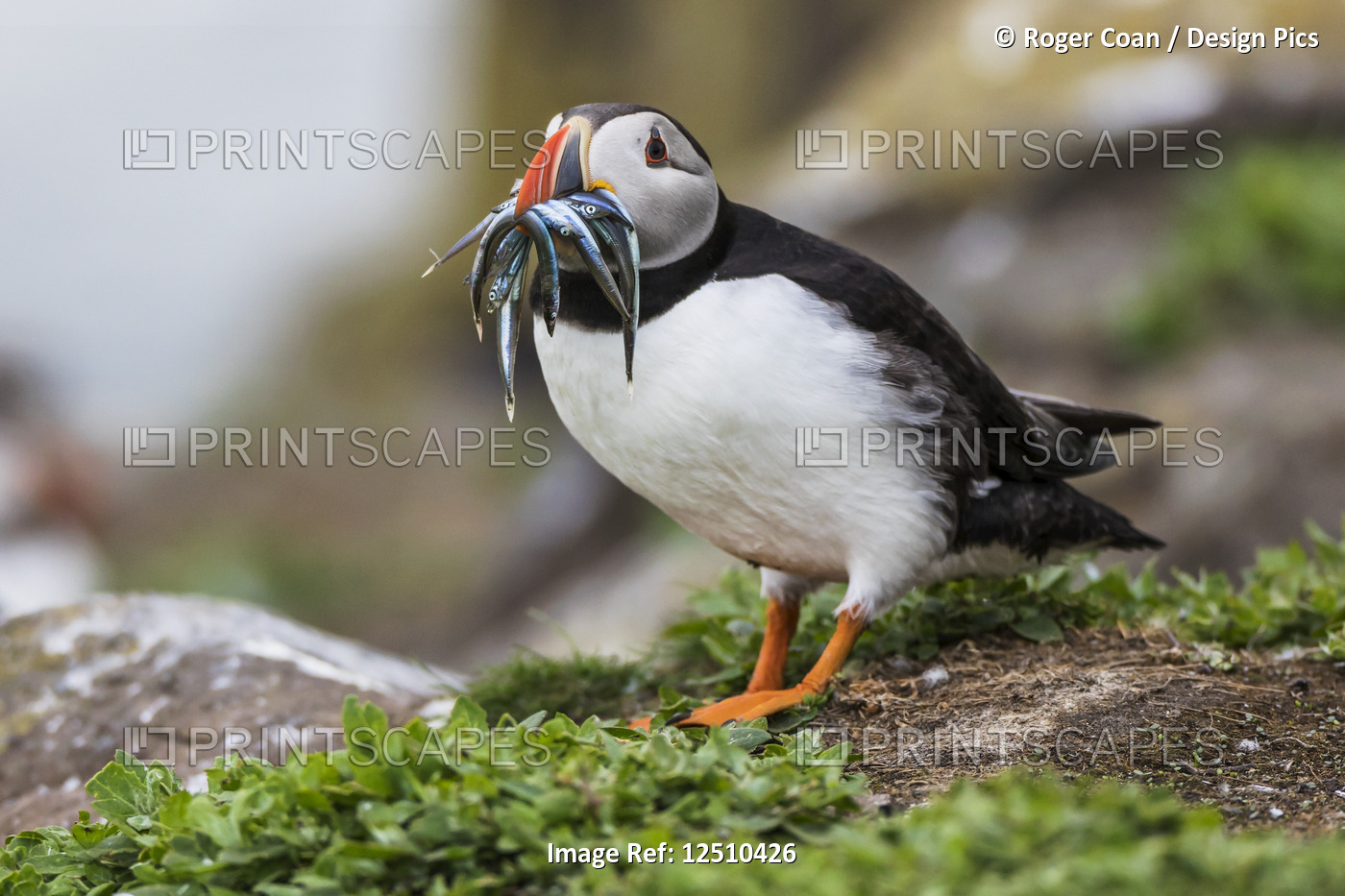 A Puffin (Fratercula) with Sand Eels in it's mouth; Farne Islands, ...