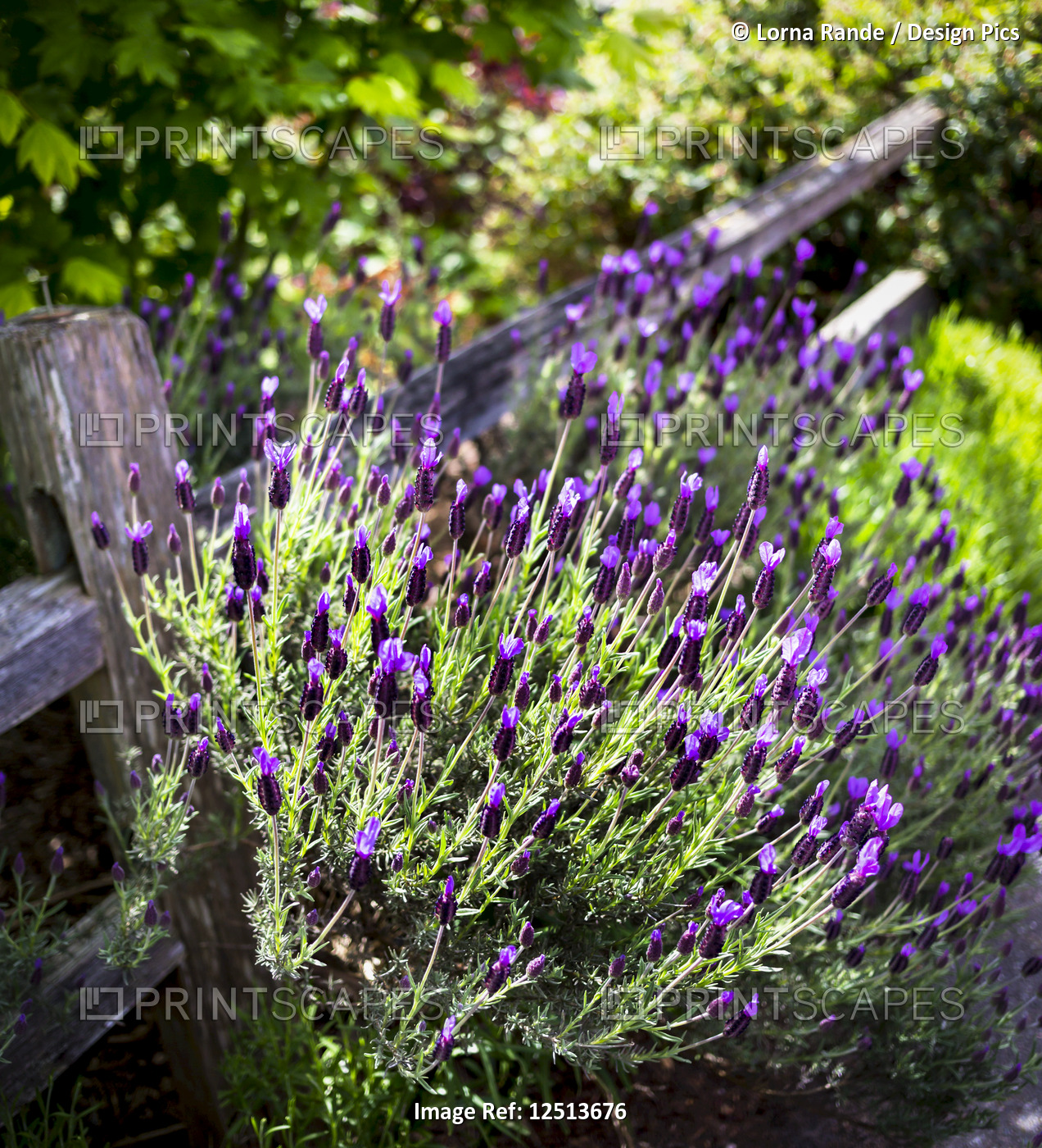 A lavender plant growing in a garden beside a wooden rail fence; Whidbey ...