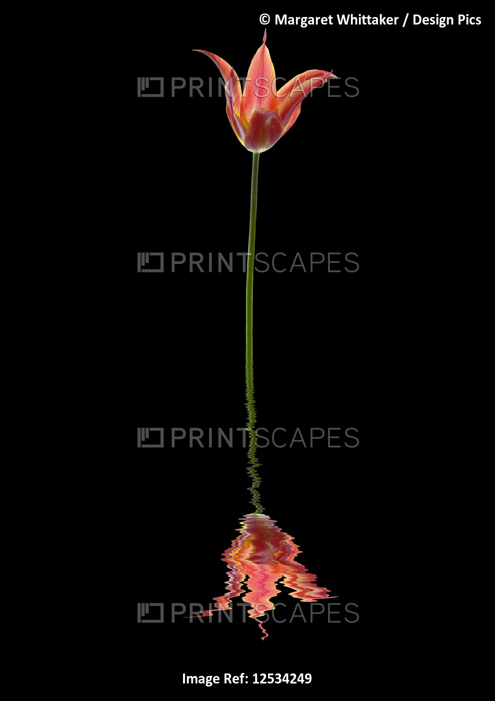 3 pointed tulip reflected in water on a black background