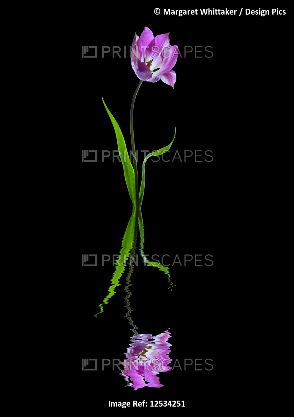 Purple and white tulip reflected in water on a black background
