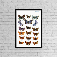Different Types Of Butterflies. Illustration By W.s.furneaux. From The Book Butterflies, Moths And O