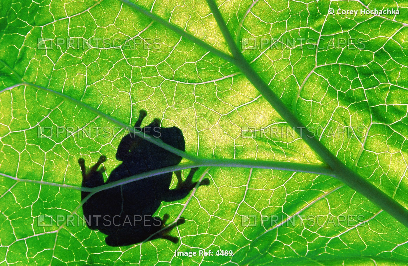 Small Frog On Green Leaf