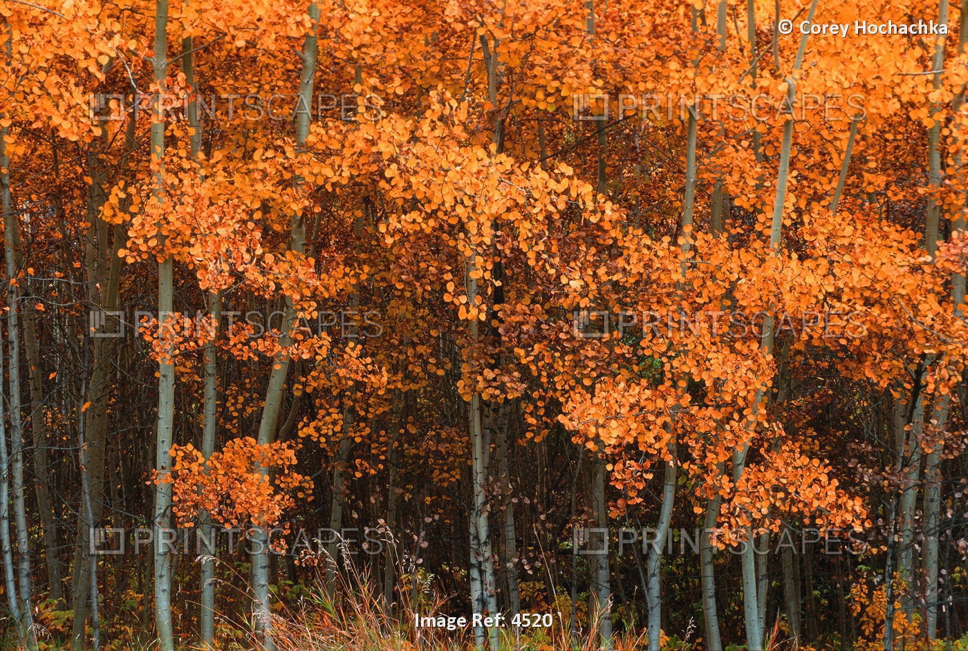 Deciduous Aspen Forest In Fall