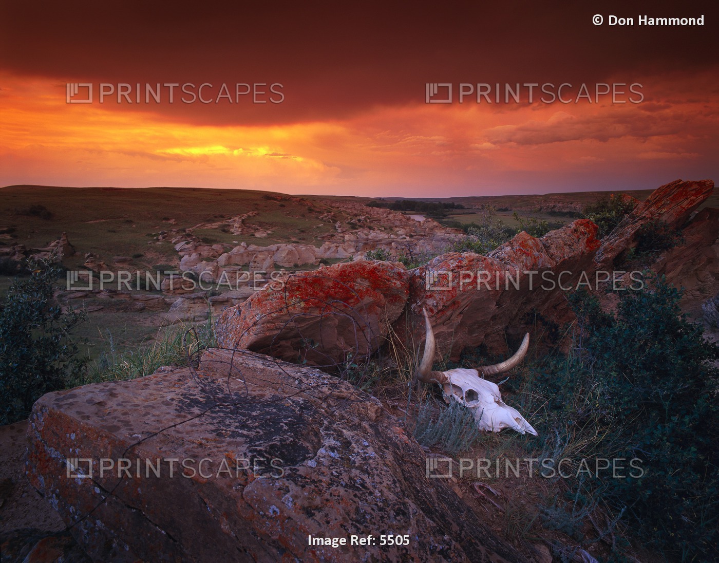 Cow Skull With Large Rocks In Field With Sunset, Writing On Stone Provincial ...