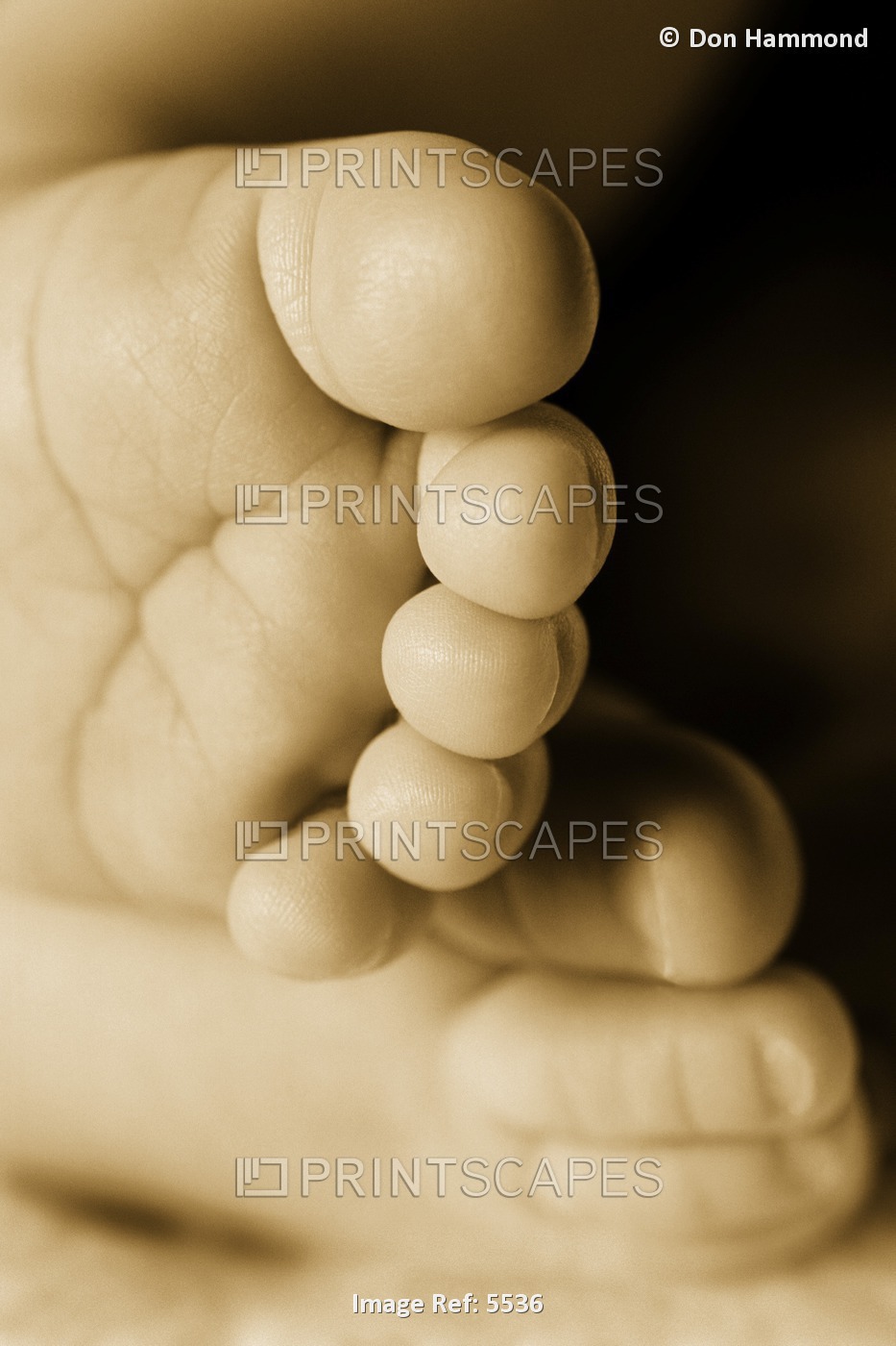 A Baby's Feet