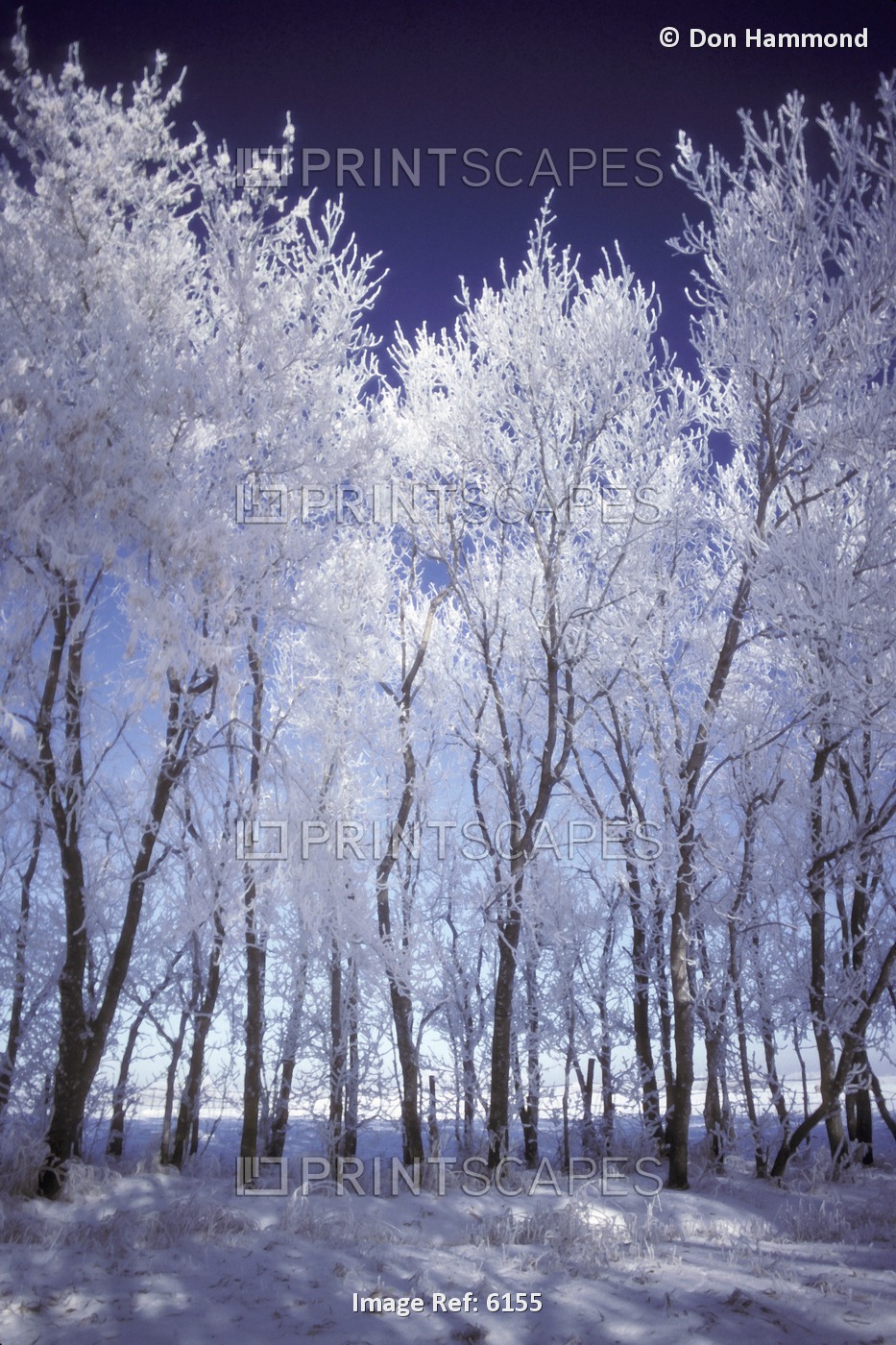 Frost And Snow Covered Trees