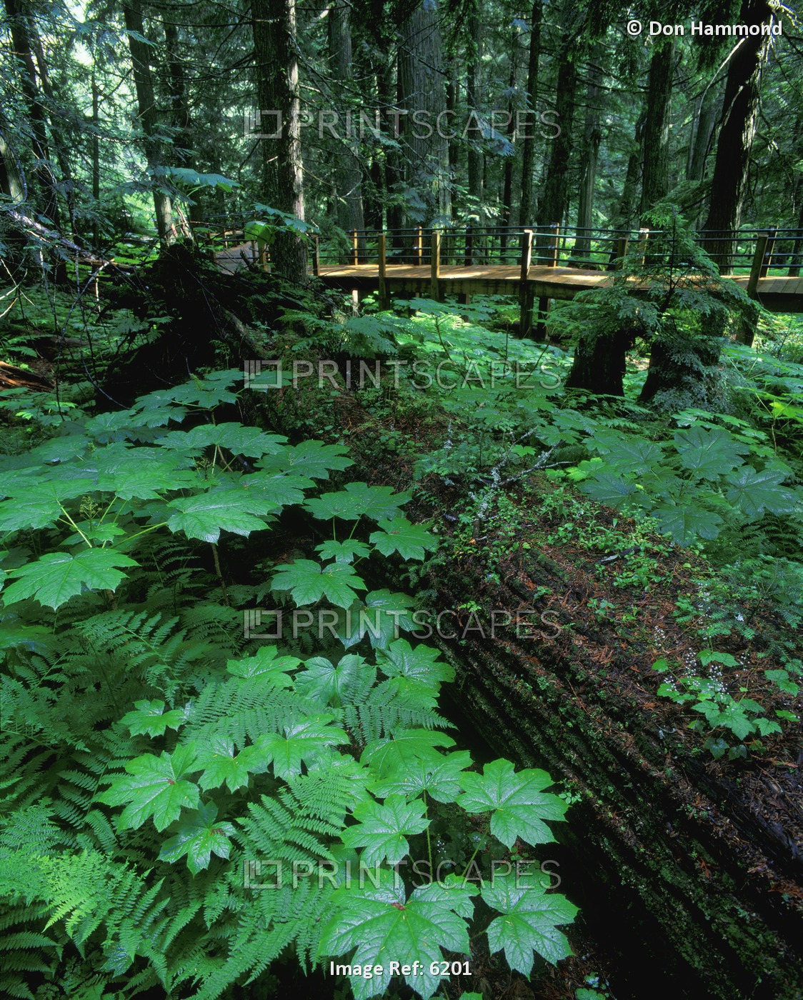 Ferns And Bushes On Forest Floor