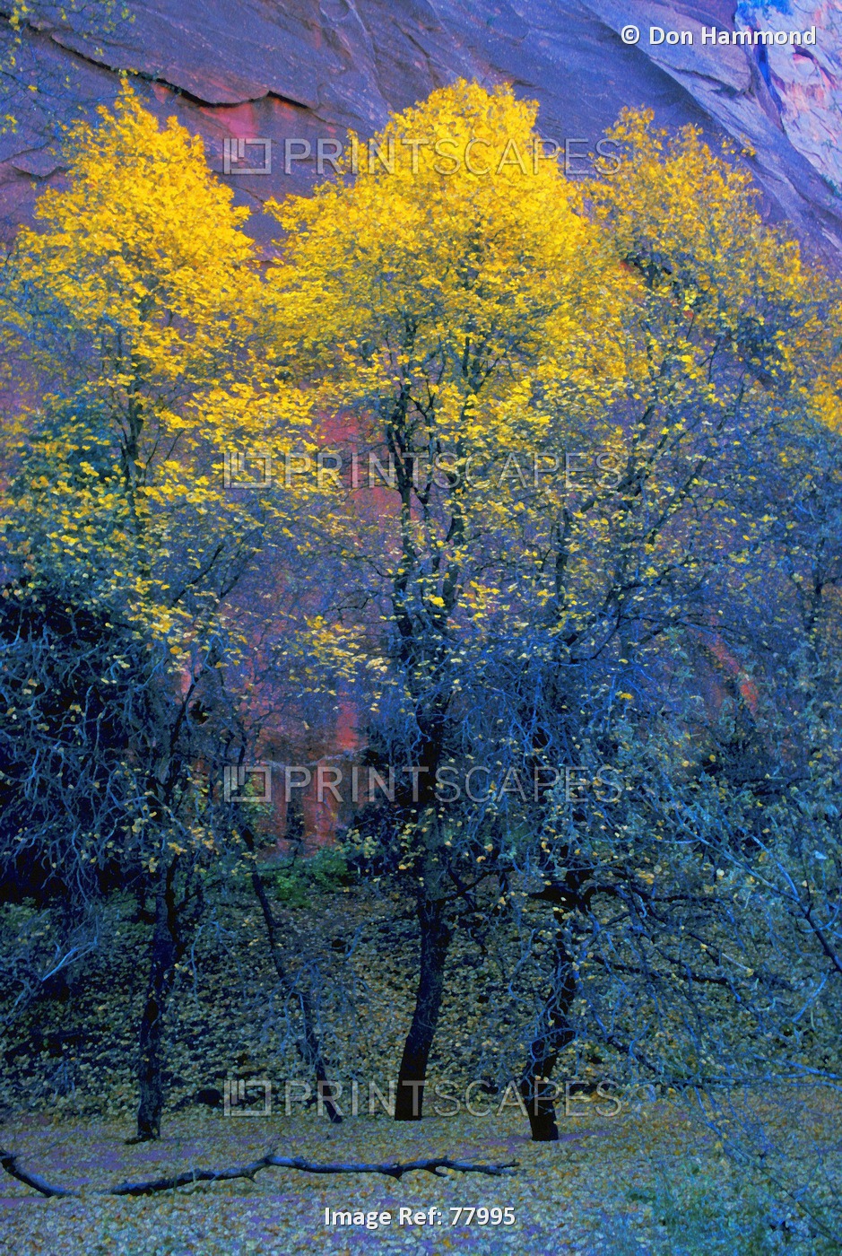 Three Thin Autumnal Trees In Front Of Rock Cliff