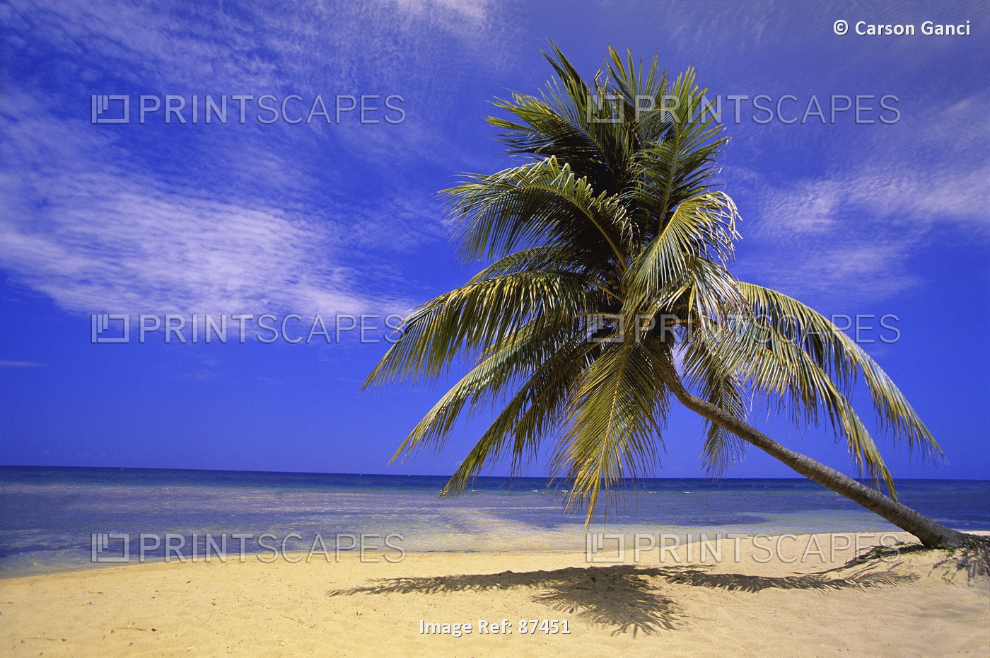 View Of Ocean From Beach With Palm Tree