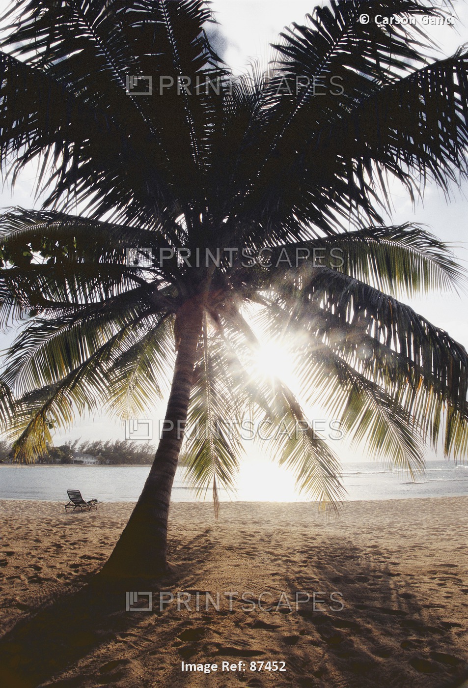 View Of Ocean And Beach Through Palm Tree