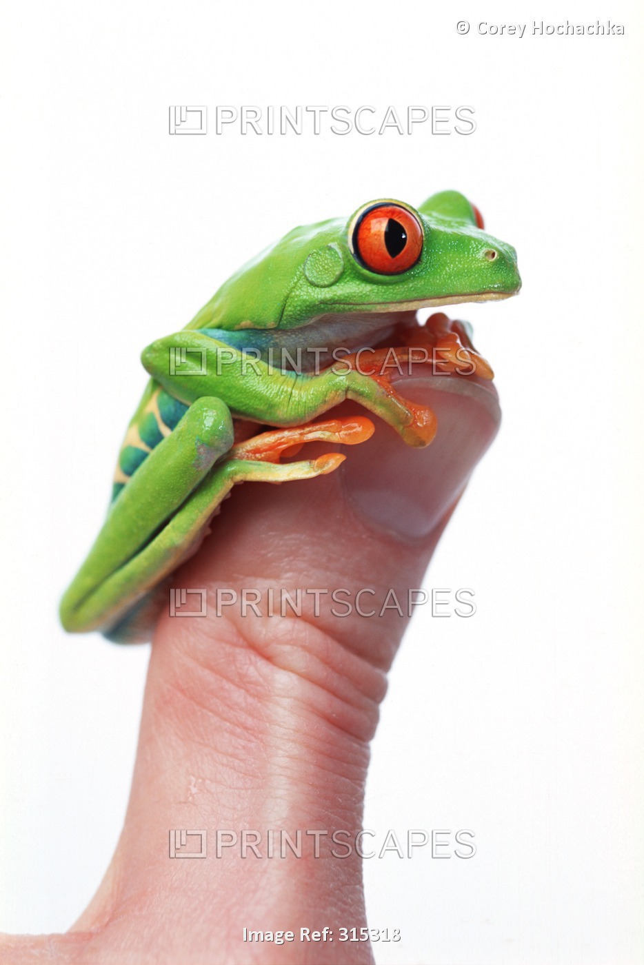 Red-Eyed Tree Frog (Agalychnis Callidryas)
