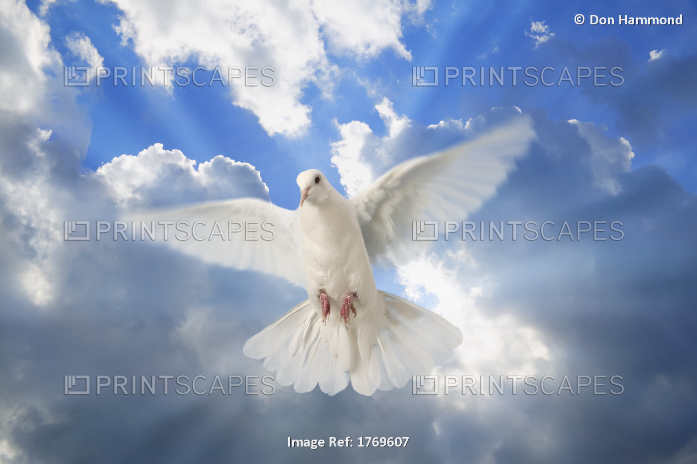 A Dove In The Sky