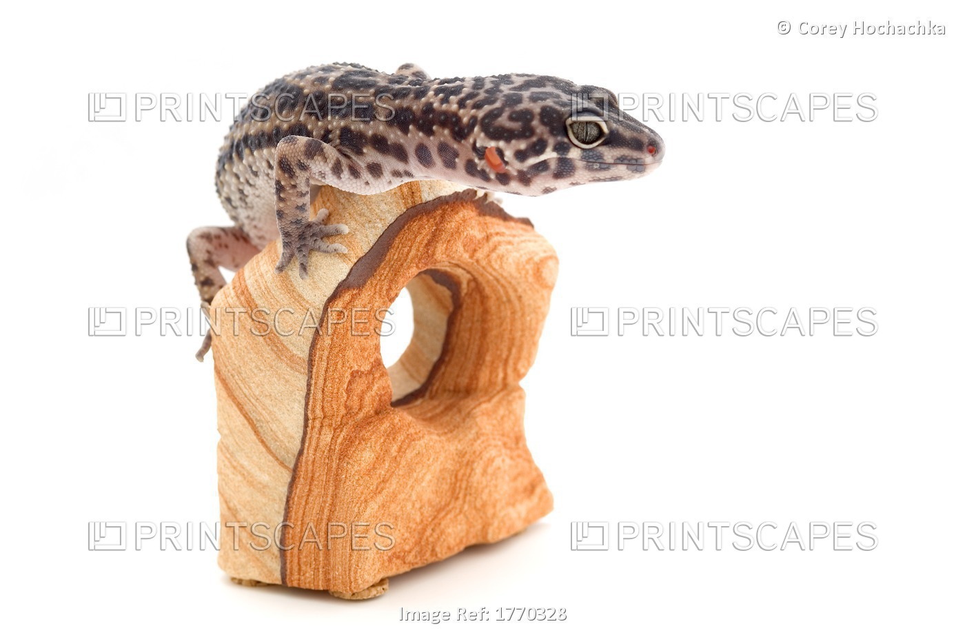 Reptile Sitting On Wood