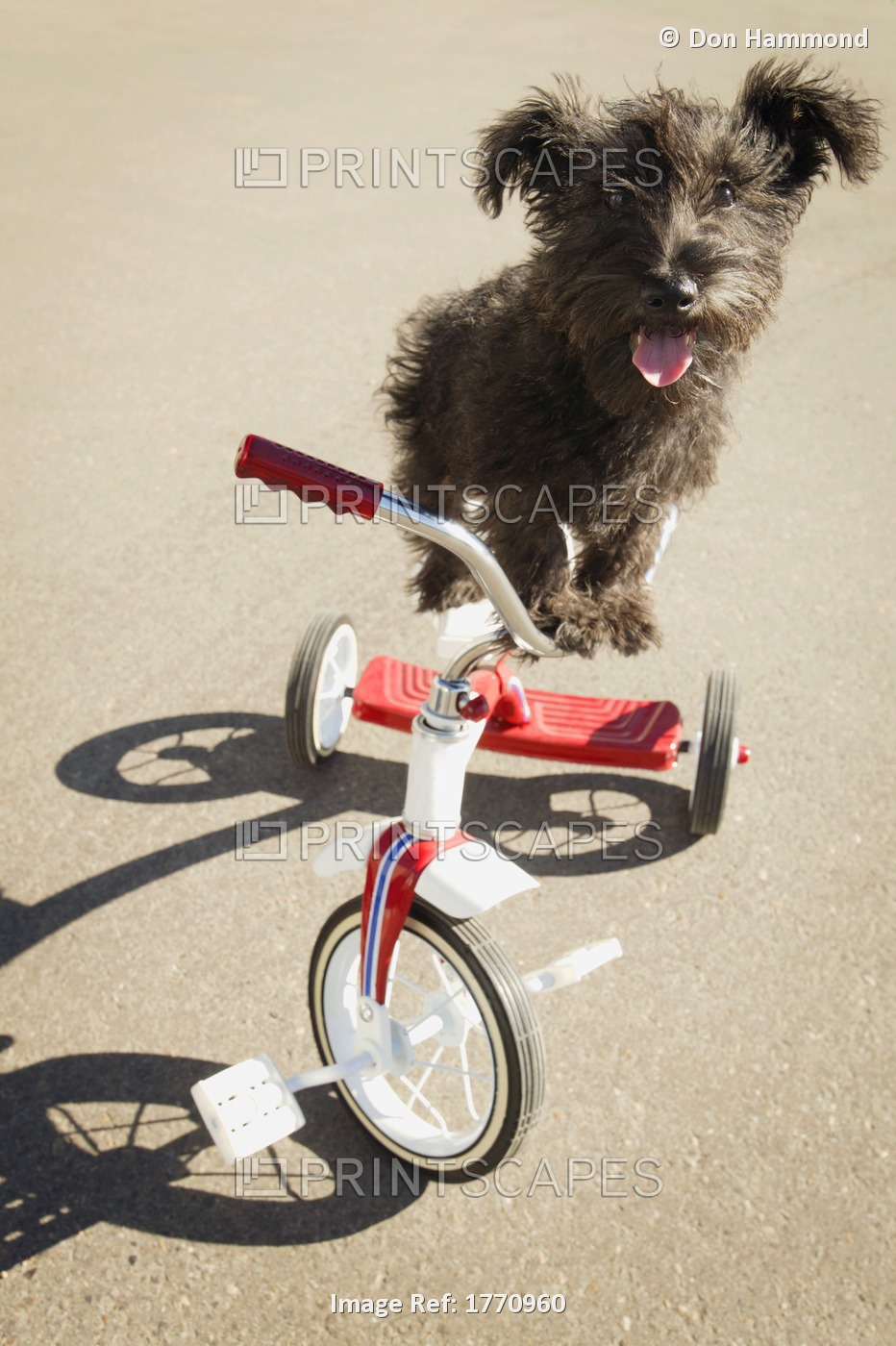 Dog On Tricycle