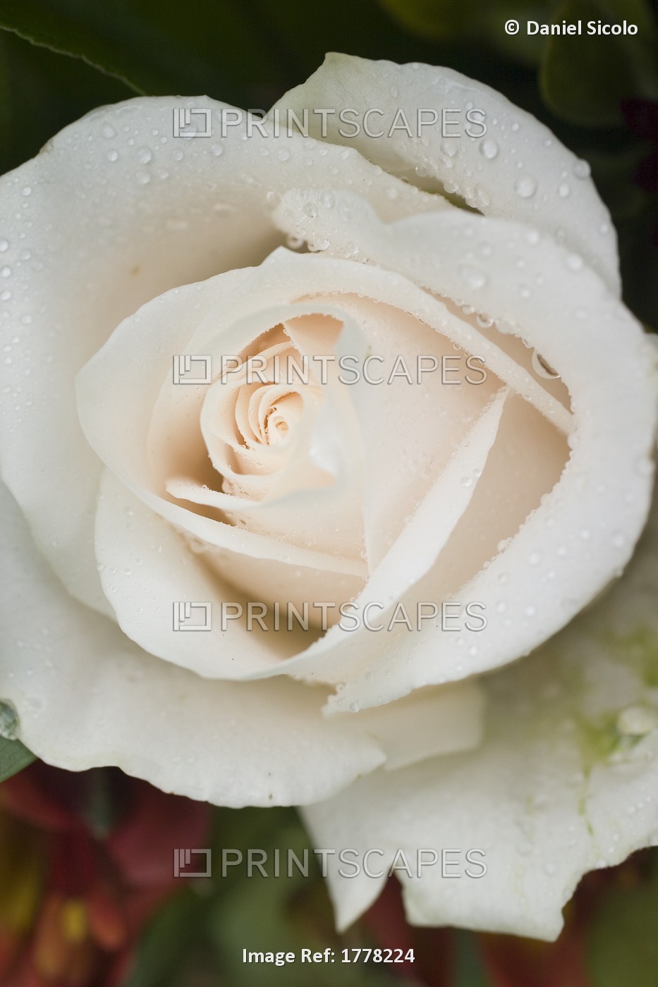 Closeup Of White Rose