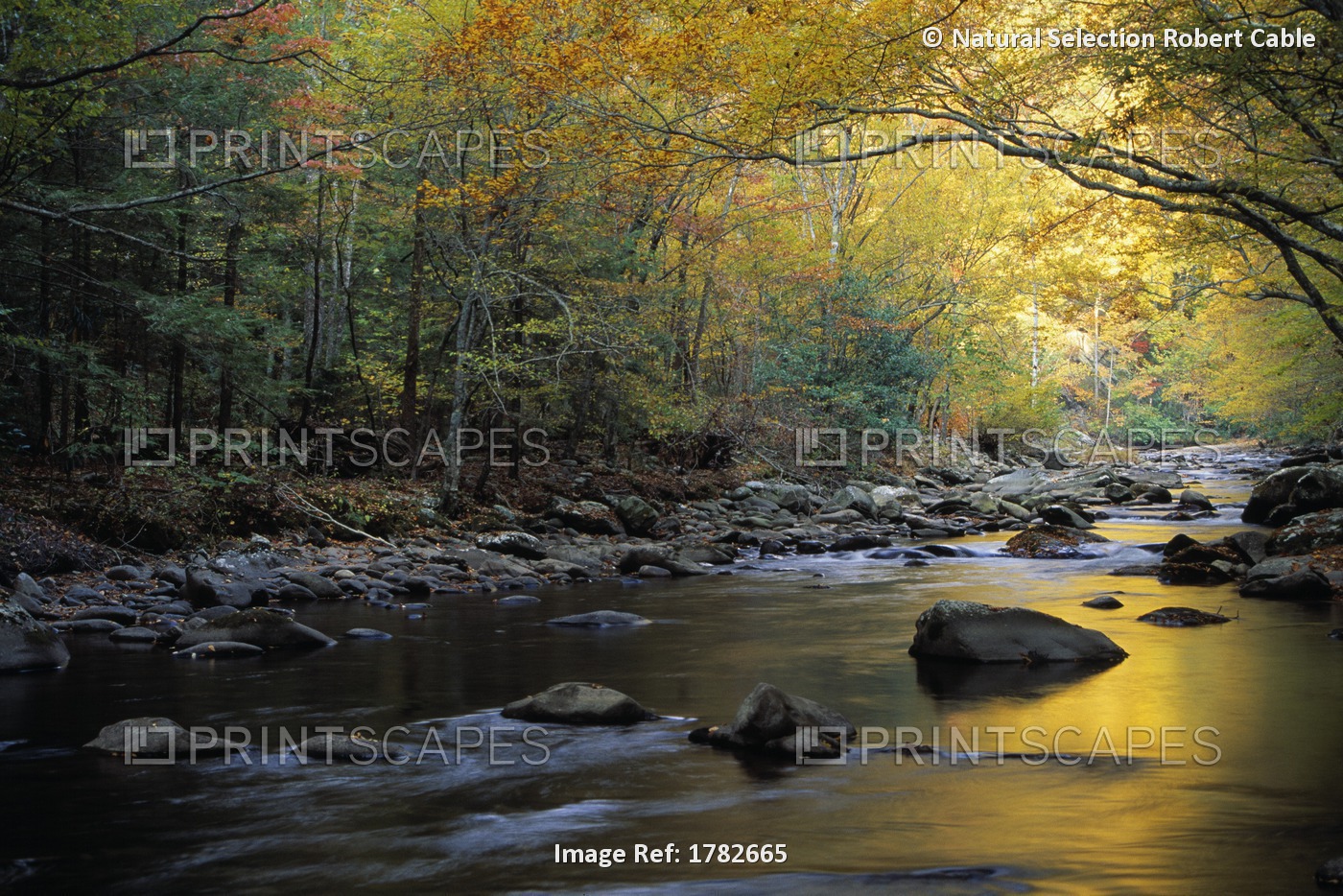 River Flowing Over Rocks, Greenbrier Area, Great Smoky Mountains National Park, ...