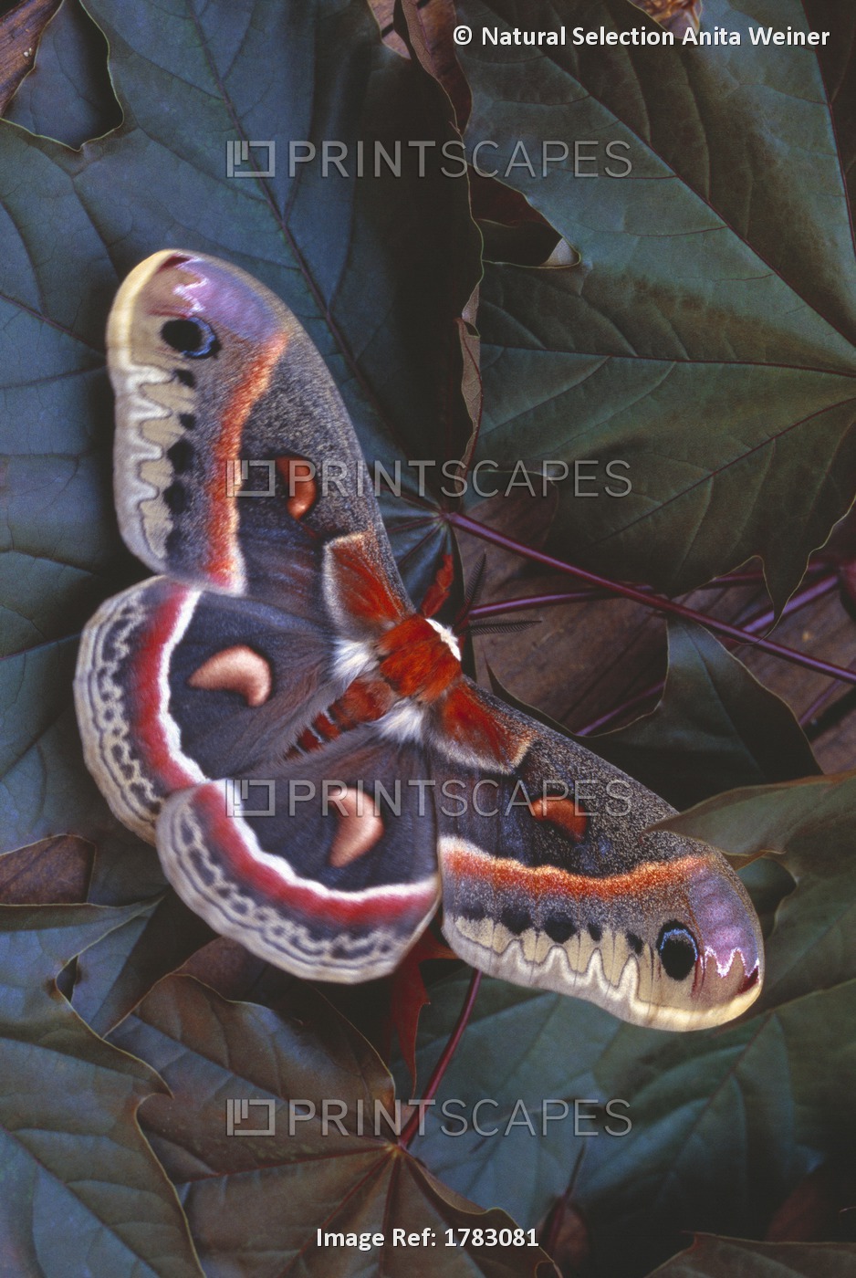 Cecropia Moth On Leaves